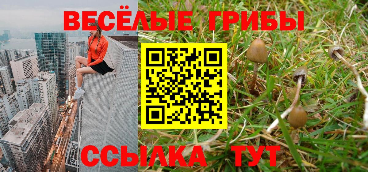 Псилоцибиновые грибы Psilocybe Михайловка